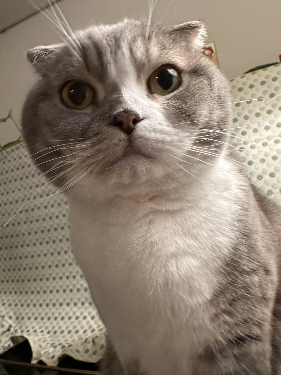 杜海玲/中国語 文筆•翻訳家 tweet media