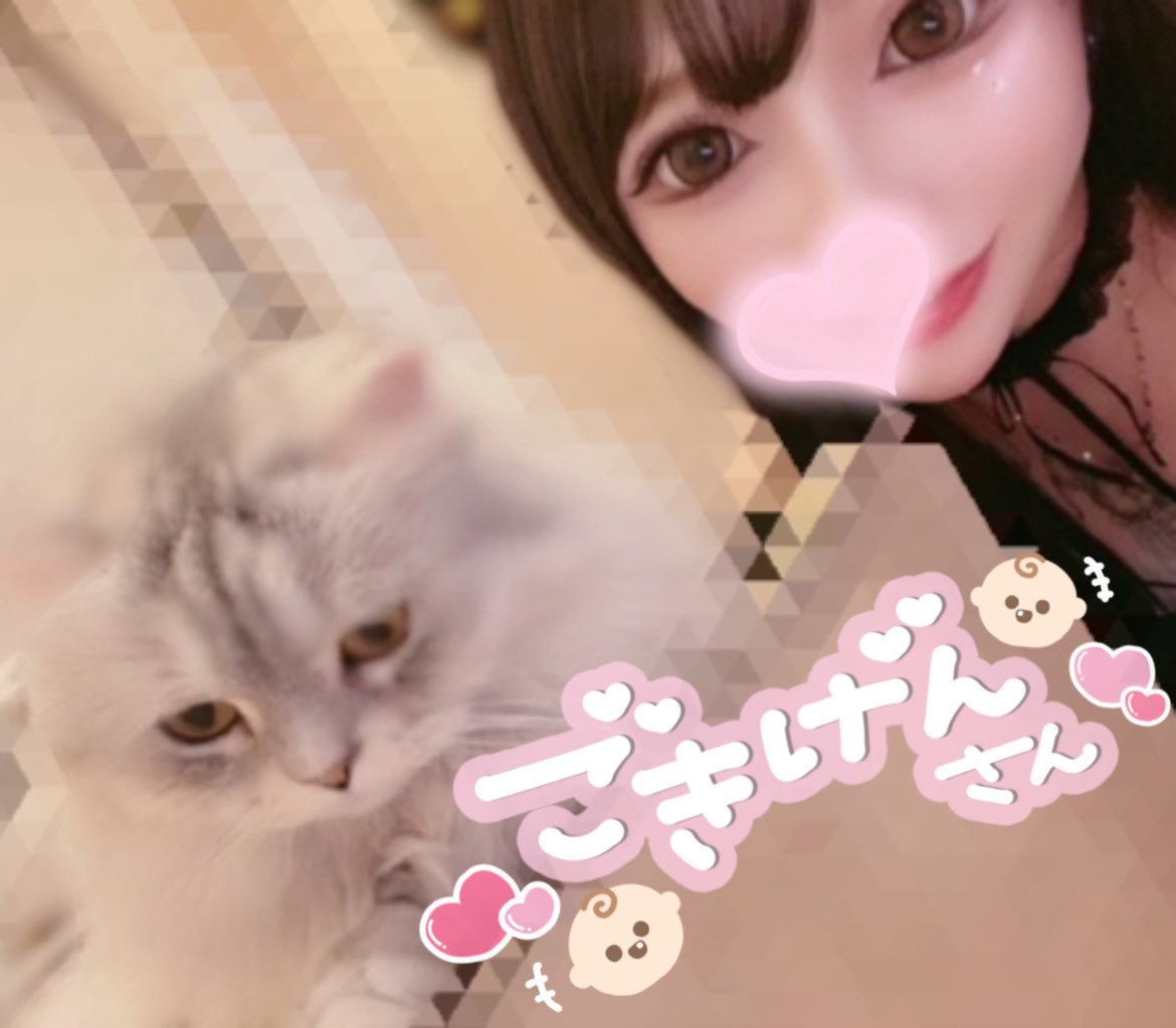 _celi_Ne_'s tweet photo. にゃんにゃんにゃんの日🐱 https://t.co/StDlbA73By