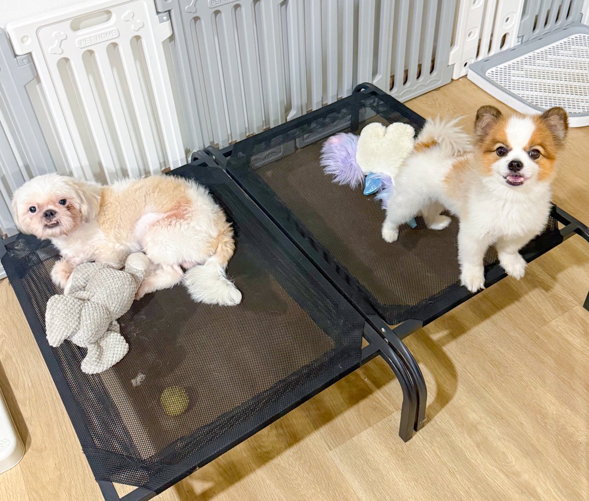 แฮปปี้มากฮ้าพพพ