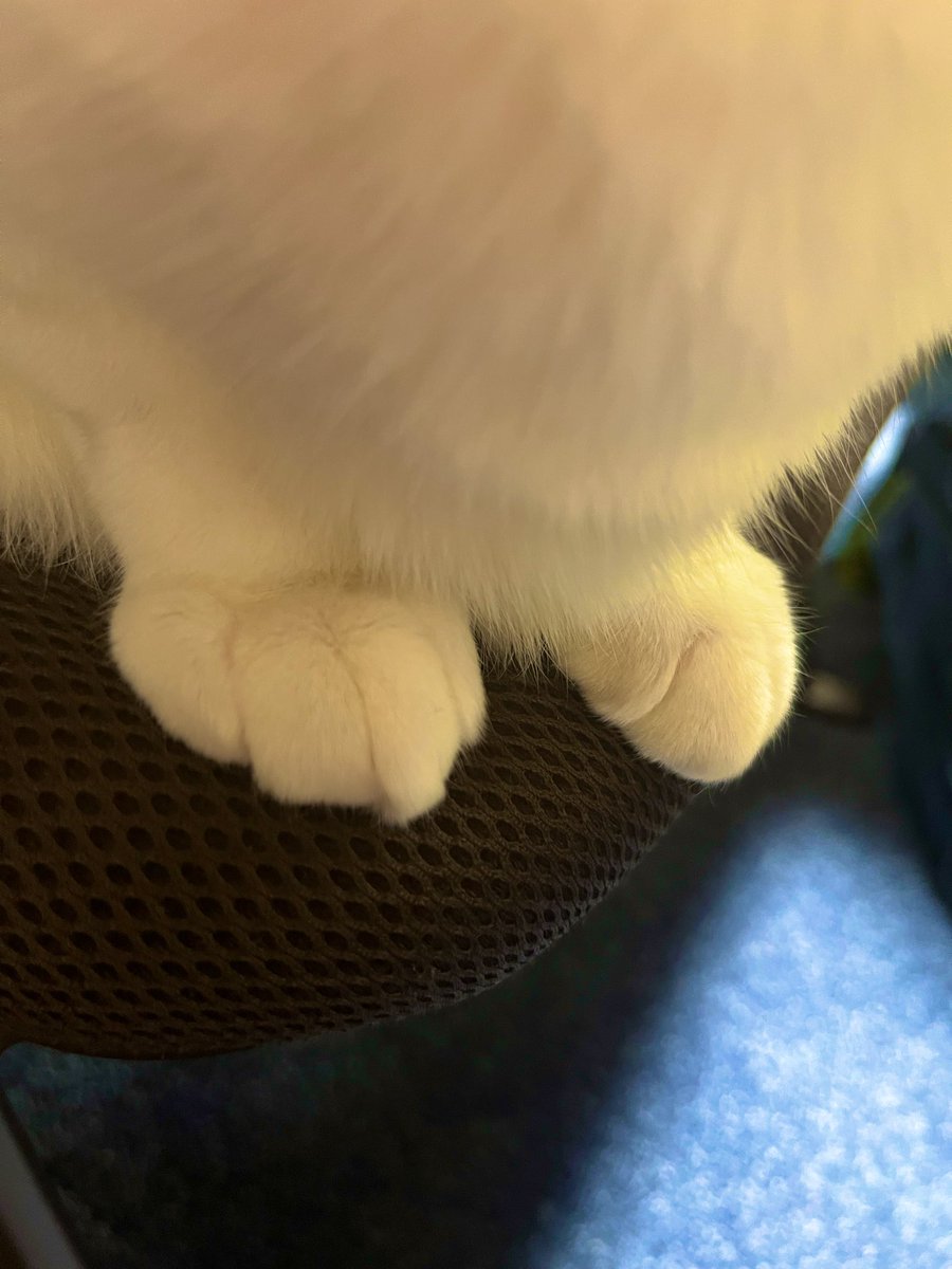 naoasu_s2's tweet photo. #猫の日 https://t.co/cF6owaFZe2