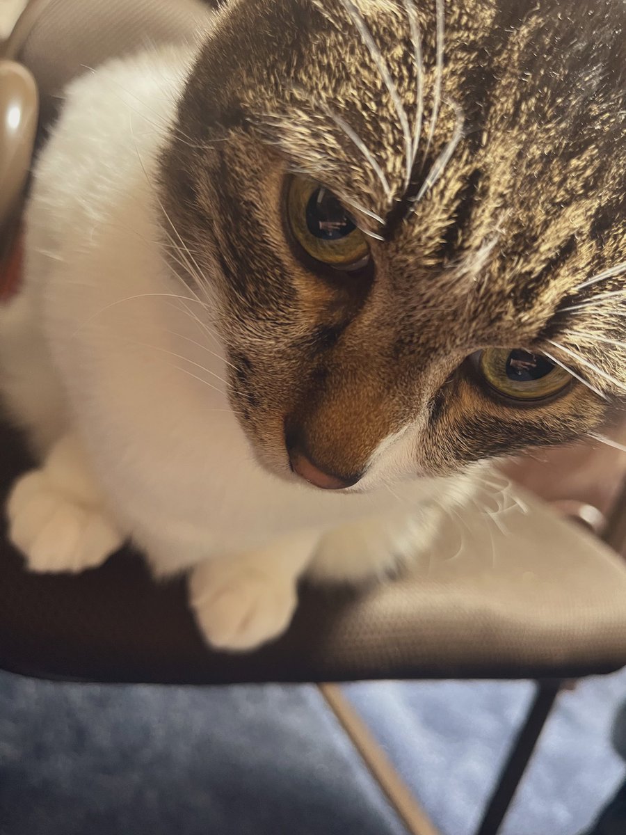 naoasu_s2's tweet photo. #猫の日 https://t.co/cF6owaFZe2