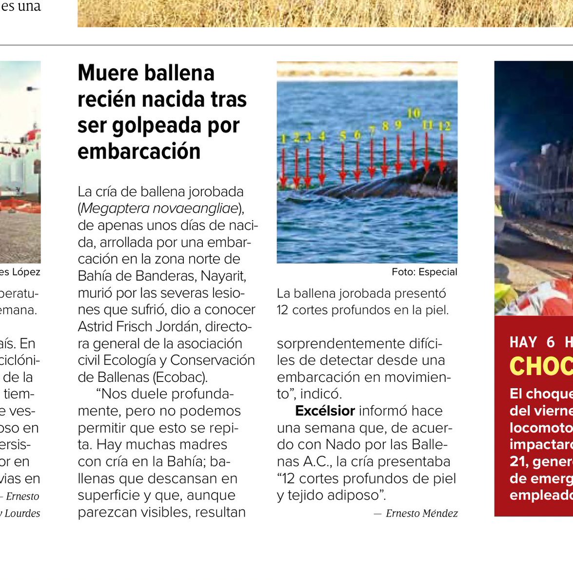 Muere ballena jorobada recién nacida tras ser arrollada por embarcación 
Vía <a href="/Excelsior/">Excélsior</a> 🐋 
Leer: excelsior.com.mx/nacional/muere…