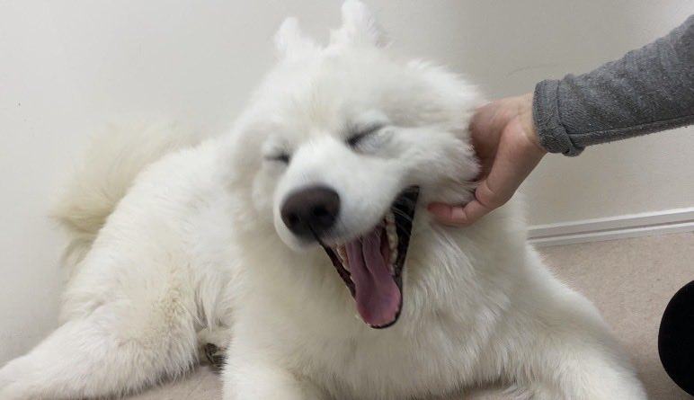 Post by ハマ太郎の日常【サモエド】 on X: 寝よっか