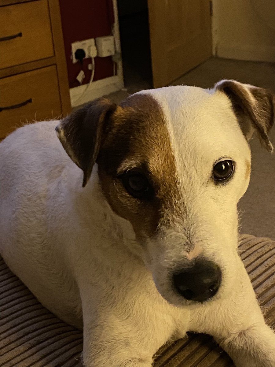 Zoe Price 🐝 🐶 🐔 tweet media