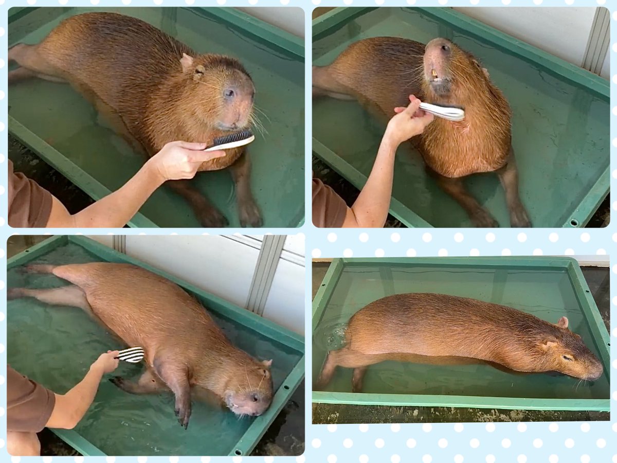 こむぎ🌰 tweet media