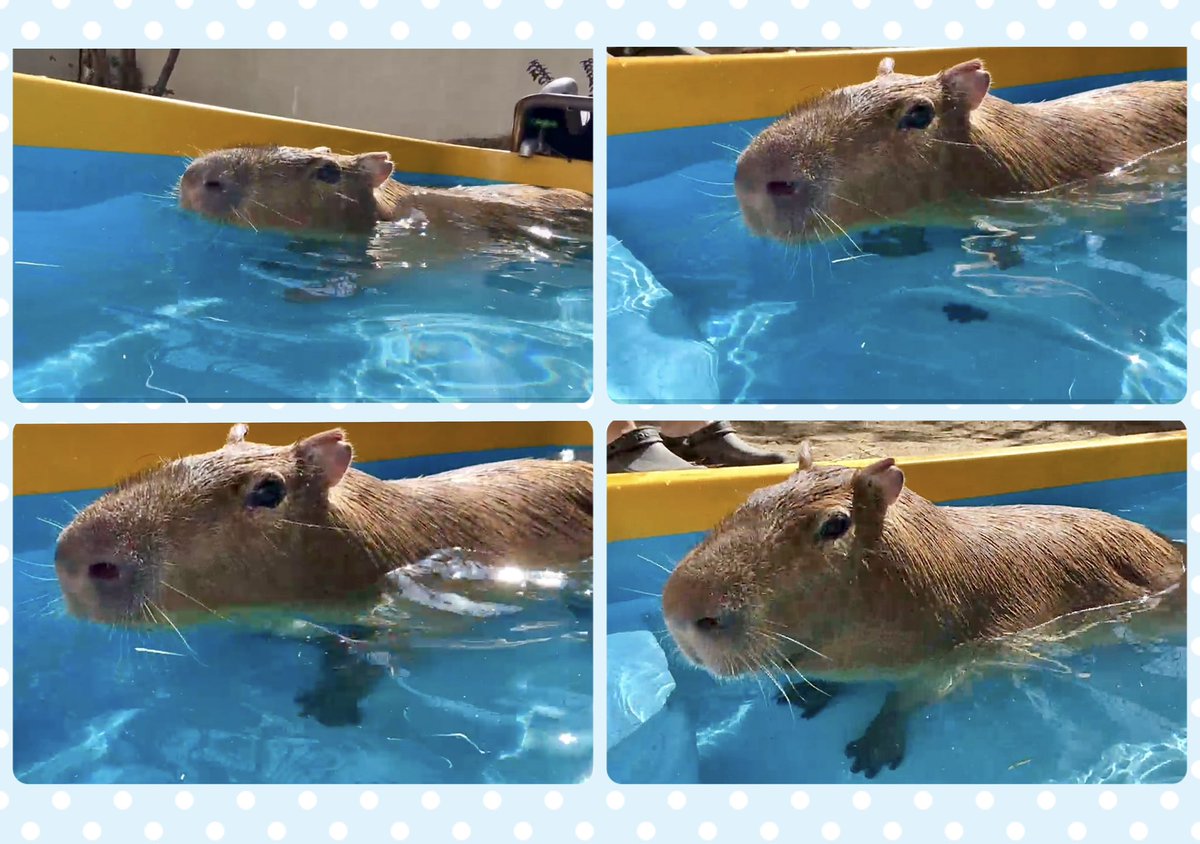 こむぎ🌰 tweet media