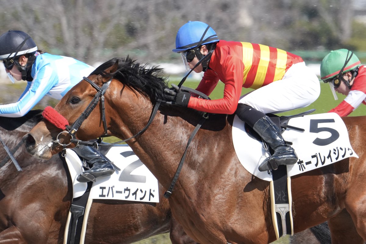 de57802028's tweet image. 2026/02/22 阪神4R 3歳新馬戦
ホープレイジング &amp;amp; 小崎綾也J
(クリソベリル産駒)
小崎憲厩舎
デビューおめでとう✳︎