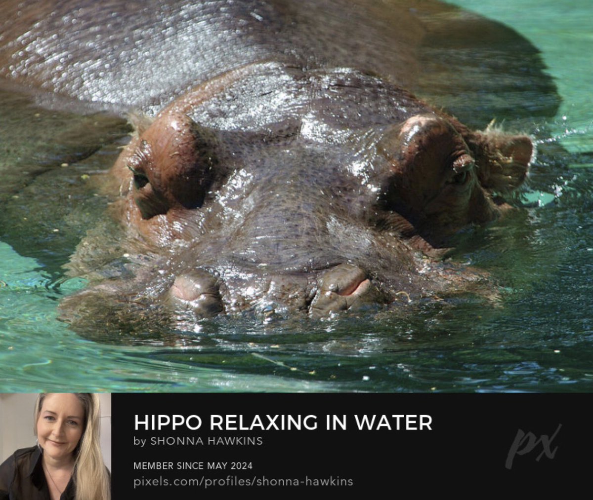 shonna99784's tweet image. Hippo Relaxing in Water shonna-hawkins.pixels.com/featured/hippo…

#Hippo #Relaxing #Water #Hippopotamus #Mammal #TorontoZoo #ShonnaHawkinsPhotography