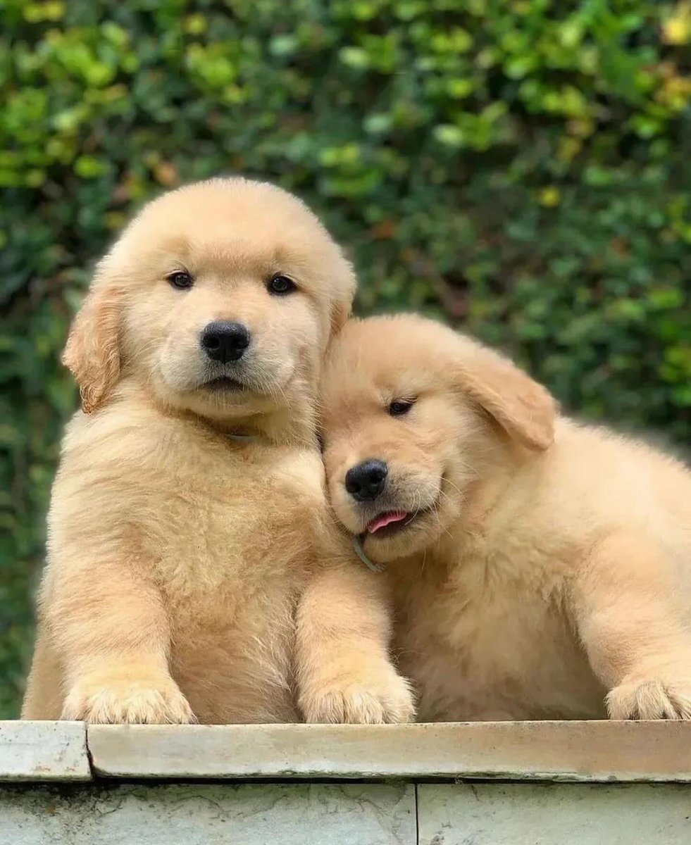 theDogLovers tweet media