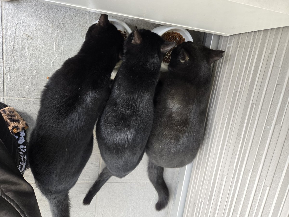 本日 #猫の日 ということで 私が会った🐱ちゃんたちあげときます