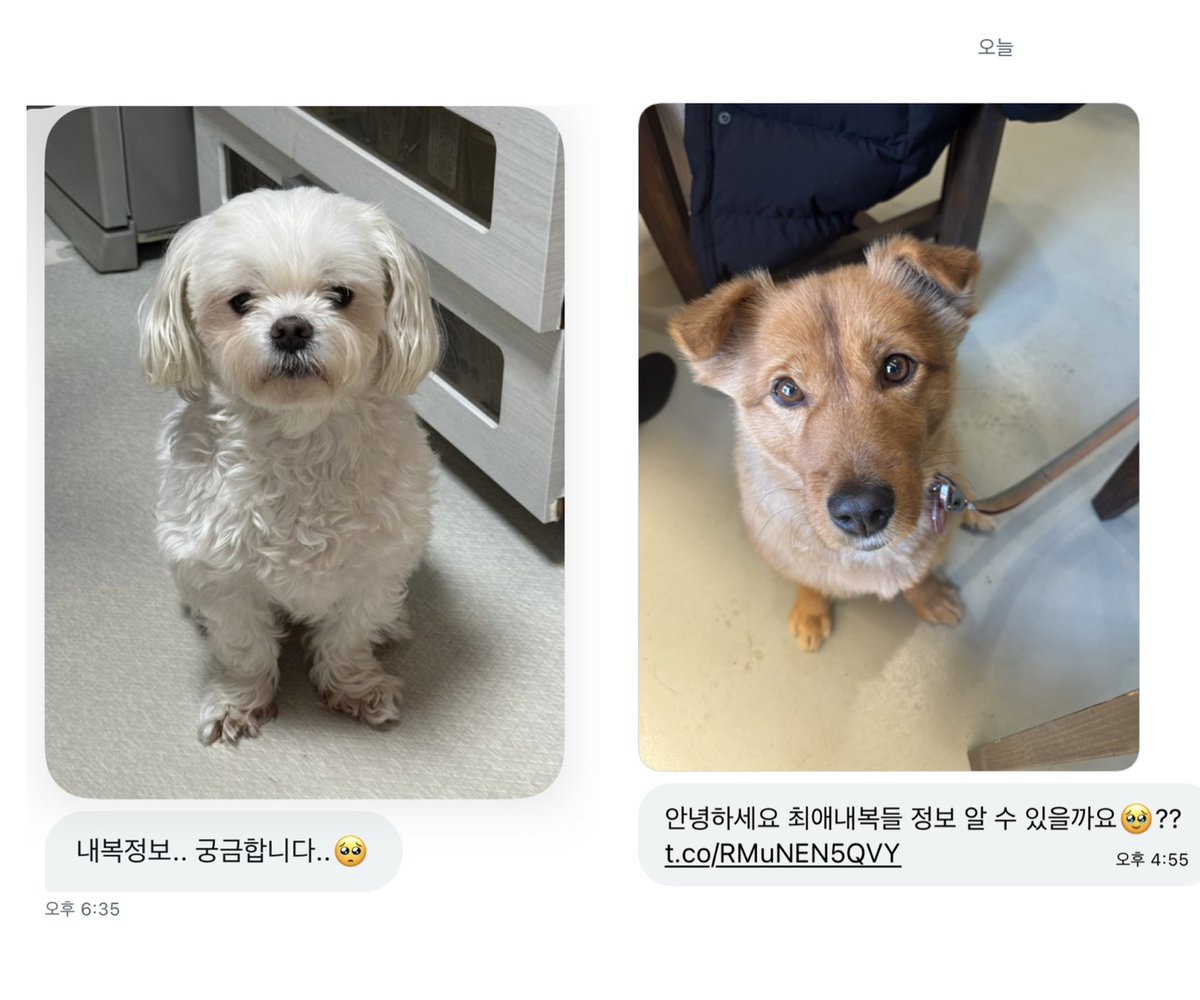 Noopppp_y's tweet photo. 강아지들을 위해 공유하는 내복정보 🐾 https://t.co/XggoPzQESC