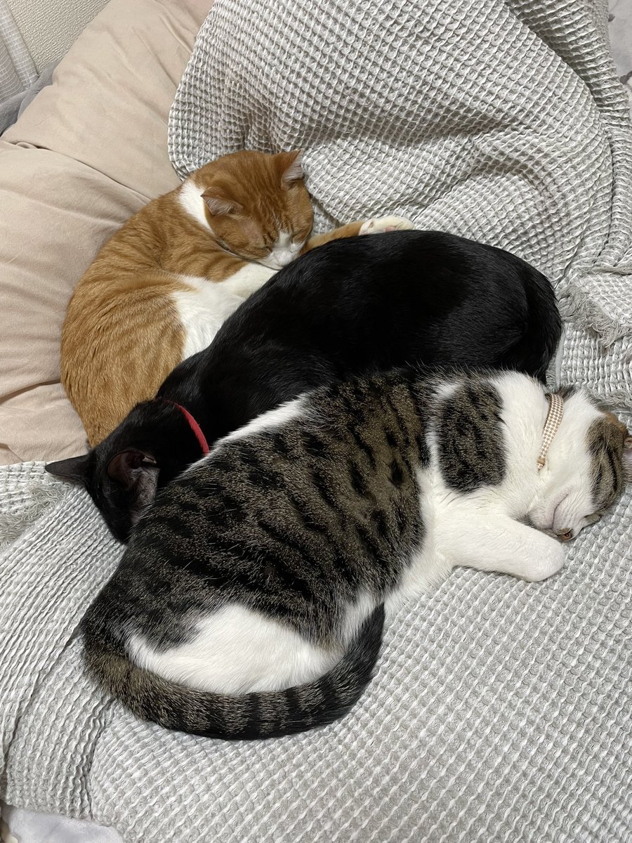 ねと　ちび　うーちゃん
うちの子になってくれてありがとう💜
#猫の日
