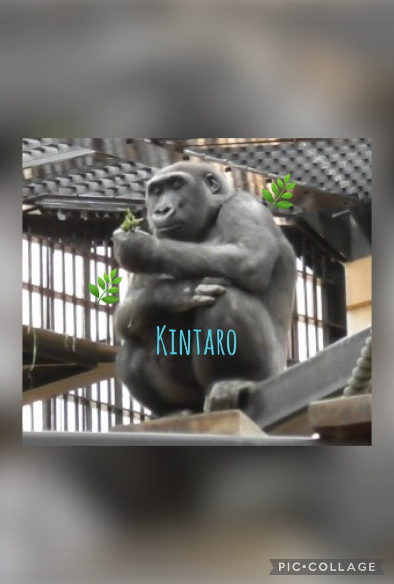 ごりらbibouroku (@bibouro03256910) / Posts / X