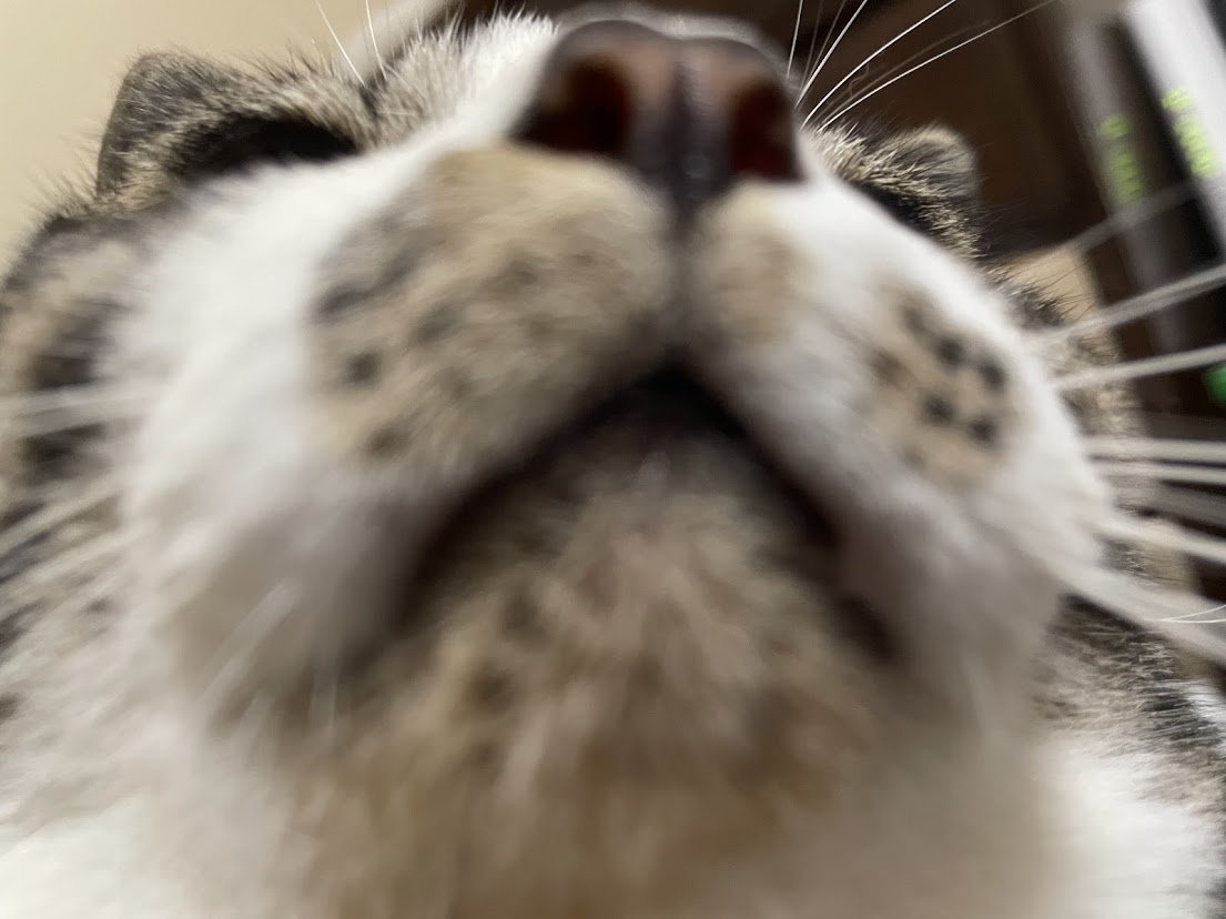 𝗌𝖺𝗄𝗎 tweet media