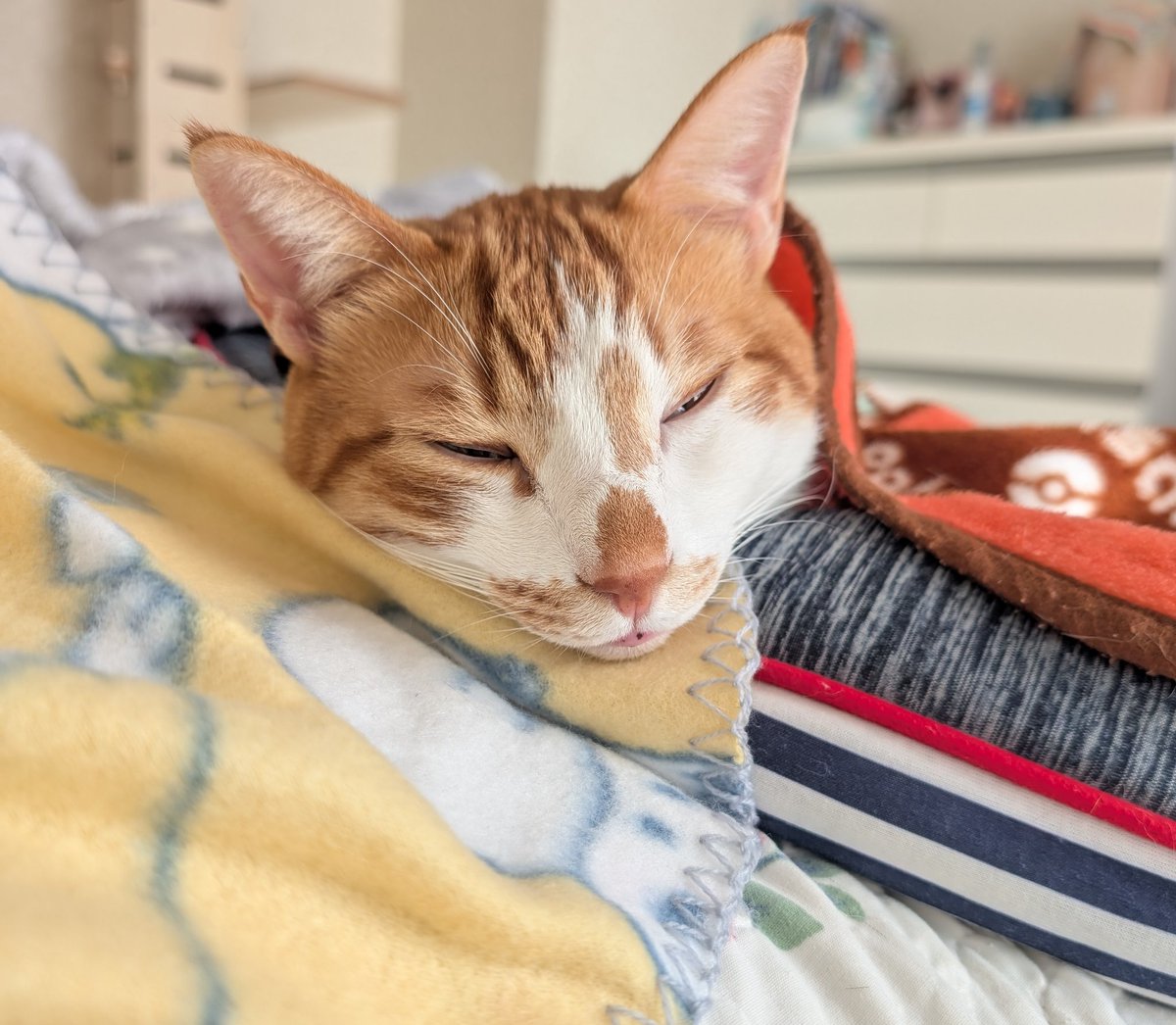 gldemo32's tweet photo. 守りたい、この寝顔
#ねこの日 https://t.co/a5TPmKKqak