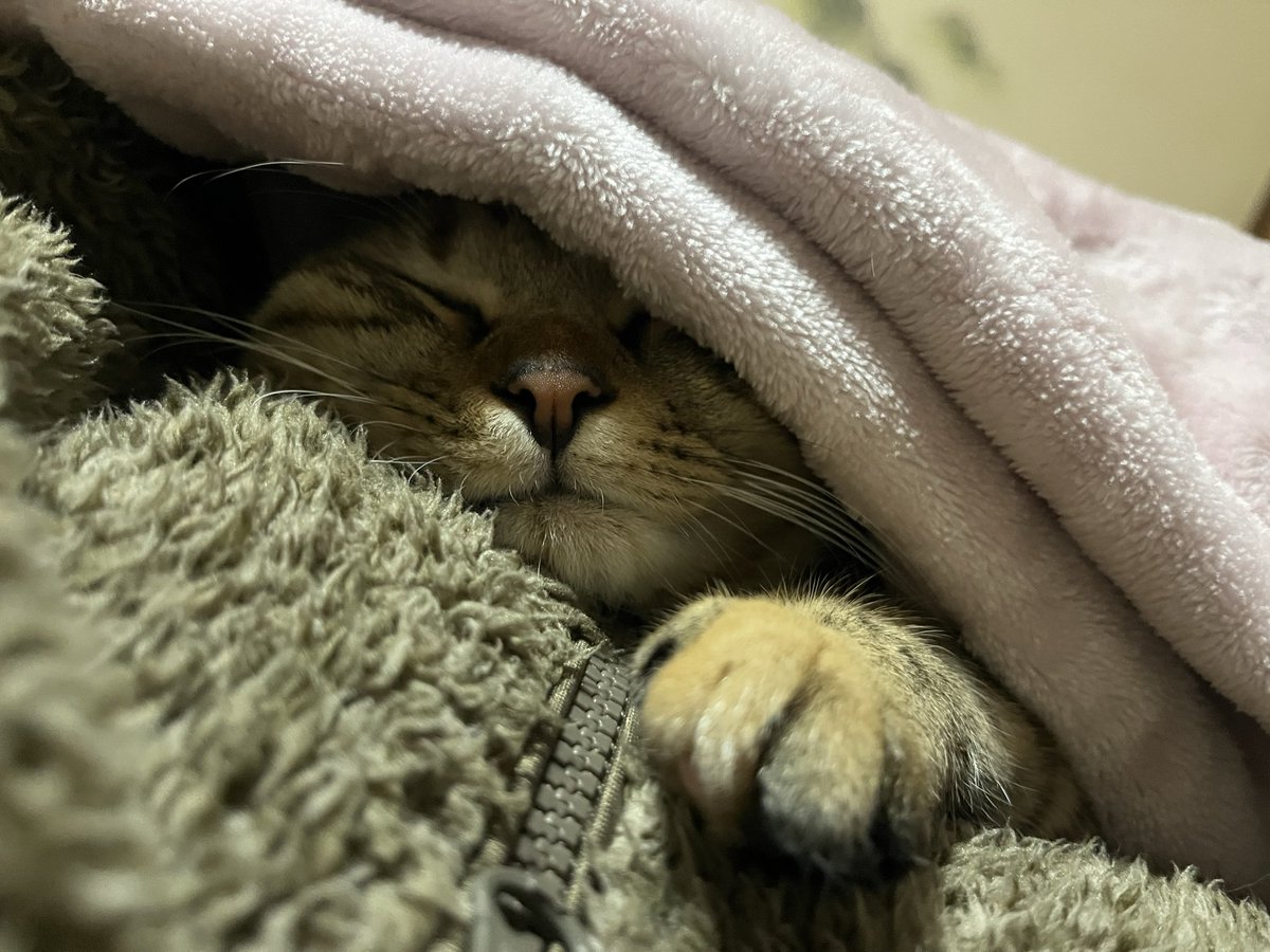 jnaytdys's tweet photo. @GTPlayerJP キャットホイールあたりますように☺️ https://t.co/c3SALQbgoD