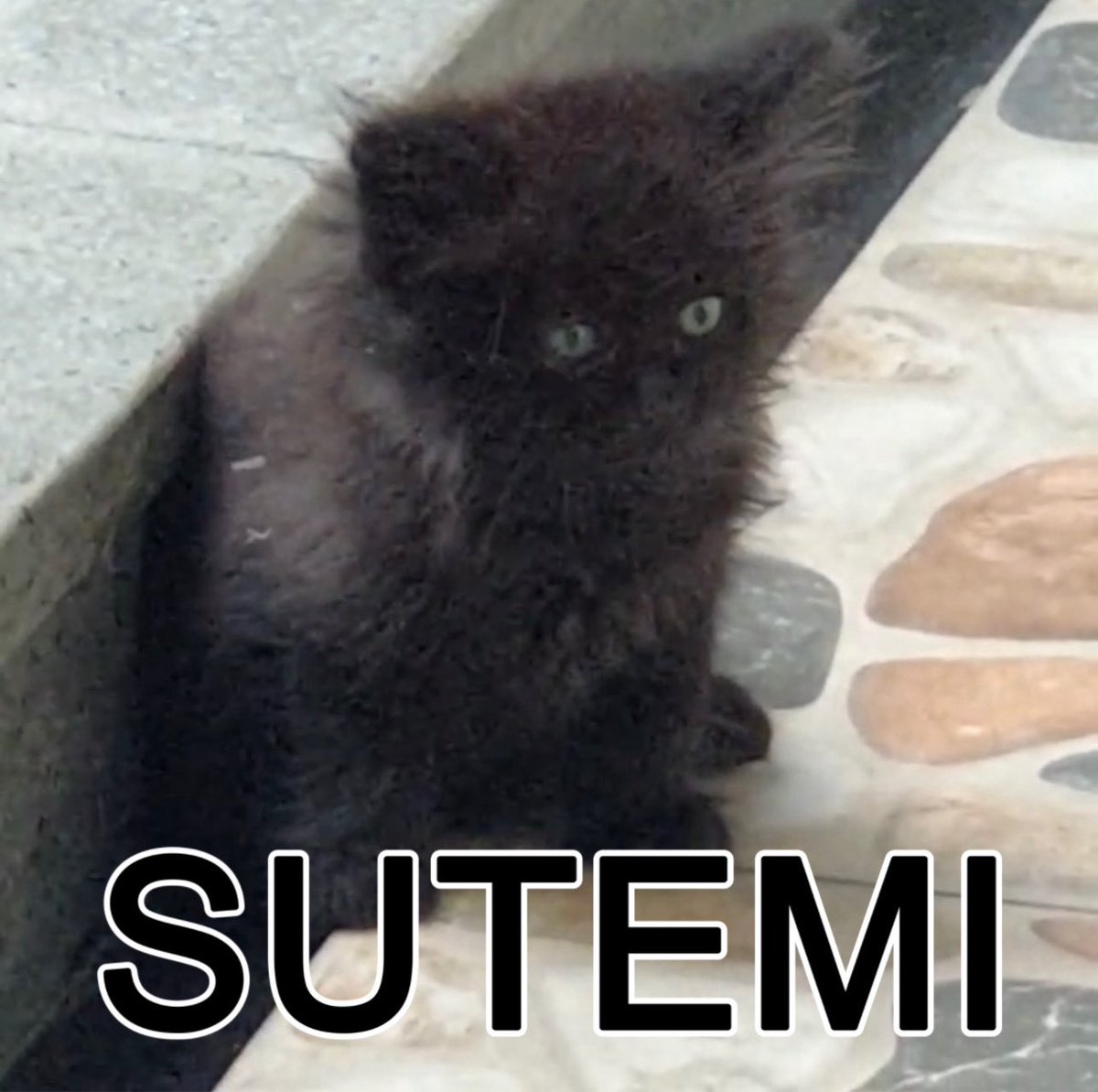 halo aku kucing tweet media