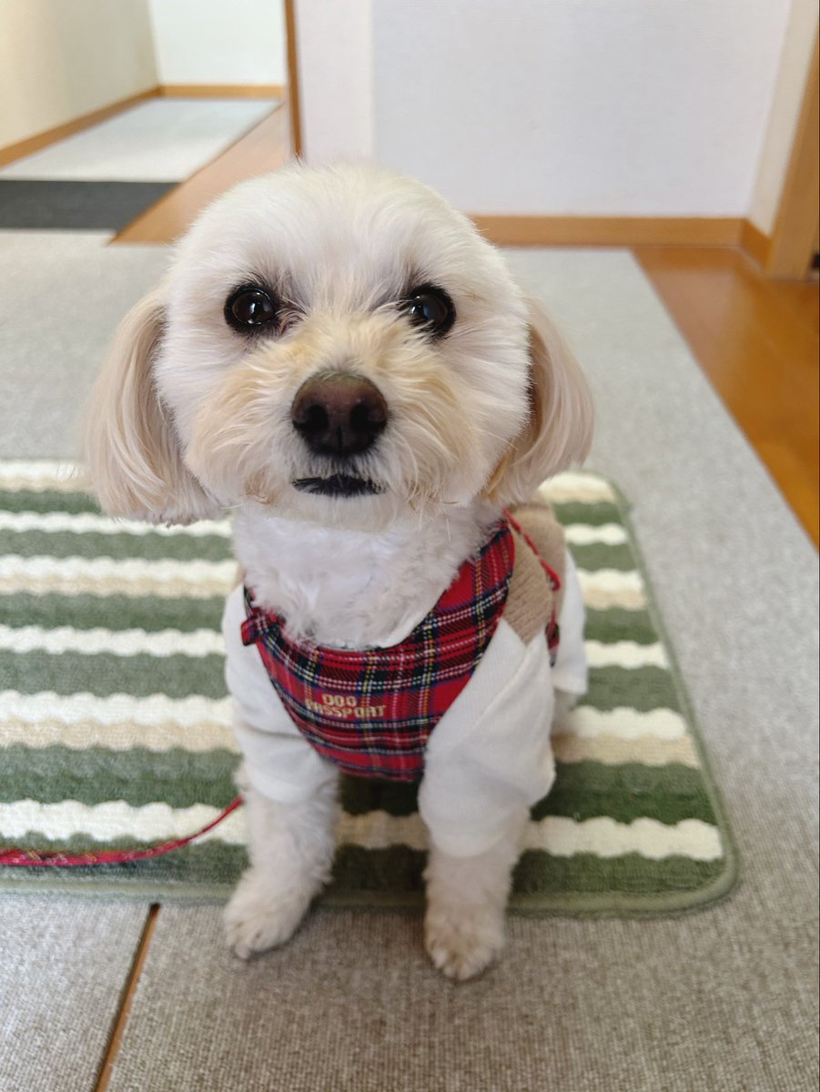 まめあず母 tweet media