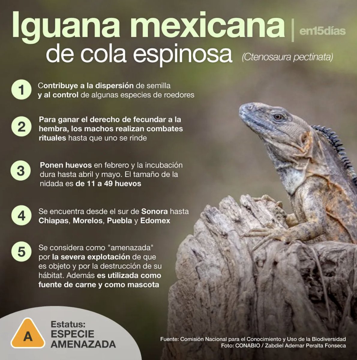 Para finalizar... Iguana mexicana de cola espinosa también es llamada como Garrobo negro, Iguana de roca, Iguana espinosa mexicana, Iguana mexicana de cola espinosa e Iguana negra.

Esta iguana lleva el nombre científico de Ctenosaura pectin #México
🔗👉 en15dias.com/animales/iguan…