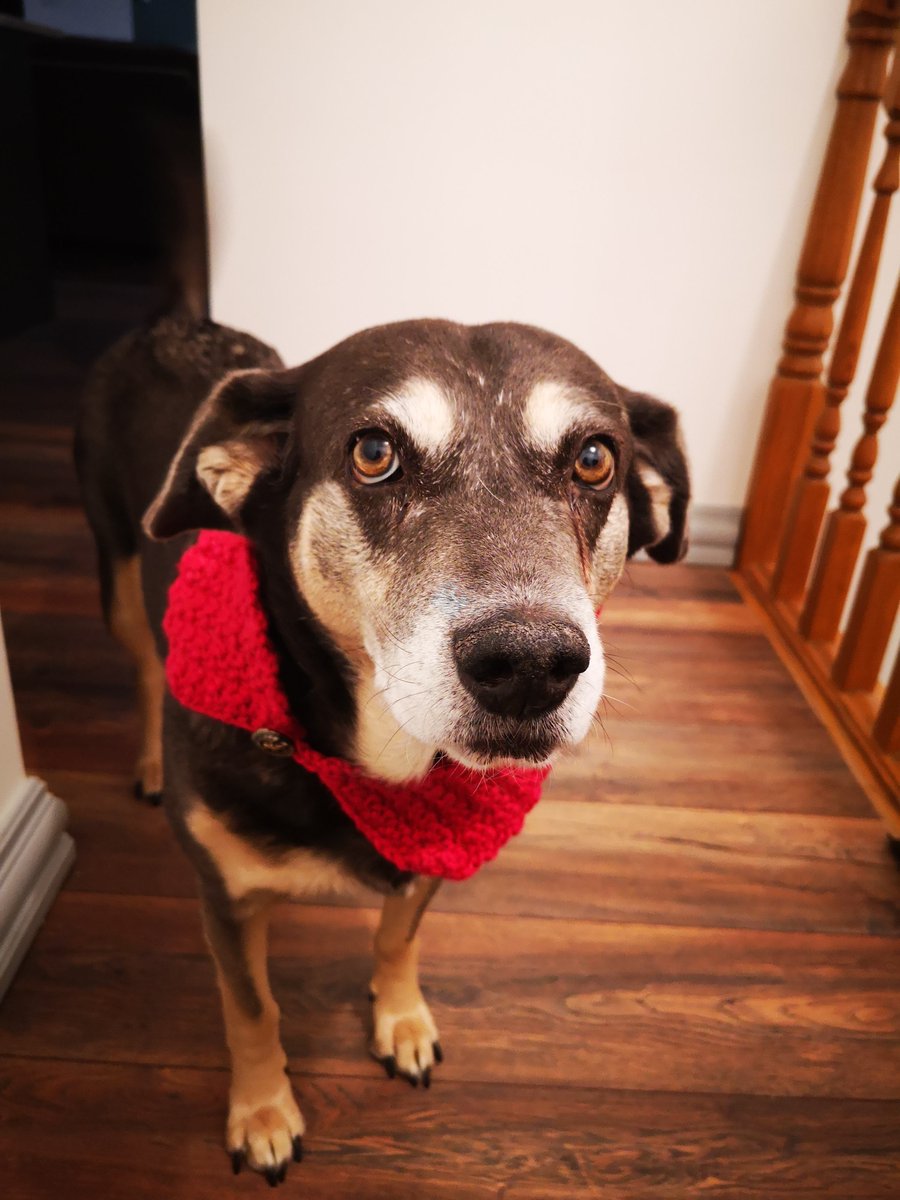 Sarah Ryan tweet media