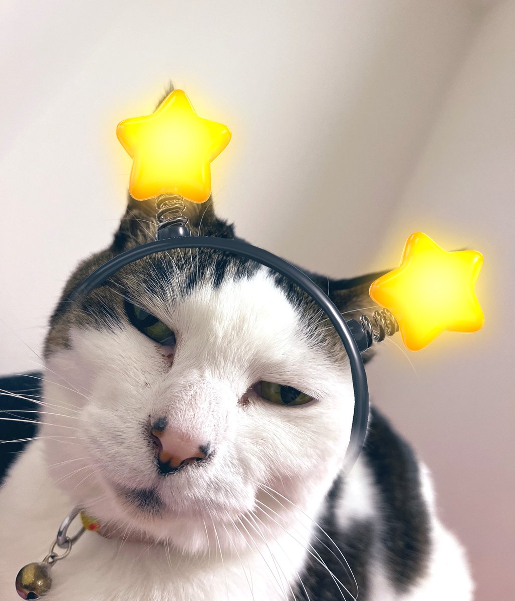 222の日に22番のおみくじひいて 猫がお腹の上で寝てる🐈💤 今日も平和だ🕊