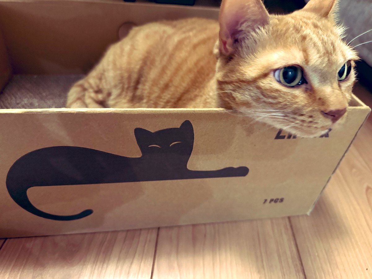 猫の日 小麦・生後1ヶ月推定で拾って7年目。 捨て猫リンちゃん・推定3