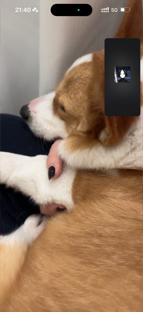 🐽猪在睡觉💤