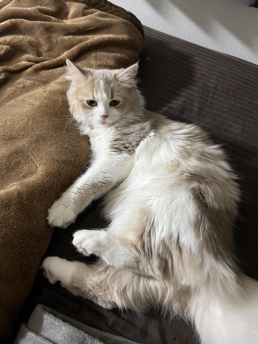 猫の日に猫の画像をあげない怠惰になるところだった。うちの猫をひとつまみ