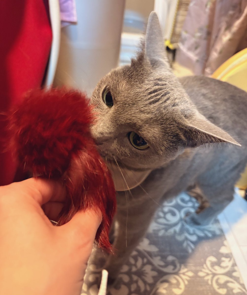 conconyutsuki's tweet photo. #猫の日 おめでとう🐾

ということで… 
今年も #lovelyにゃんフェスタ に行って来ました♪

たまたま会えたアンジーちゃん、めっちゃ可愛かった❤️

献上品の猫じゃらしは無事その日のうちに破壊されました😂

世界中の猫ちゃんたちに幸あれ❣️

#ねこの日 
#ロシアンブルー https://t.co/ndA6i96jke