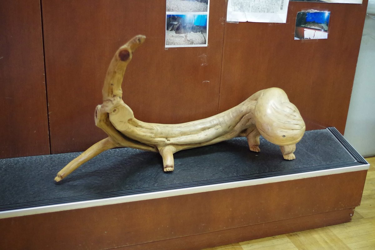 田口勇輝＠オオサンショウウオ生態保全教育文化研究所　所長 tweet media