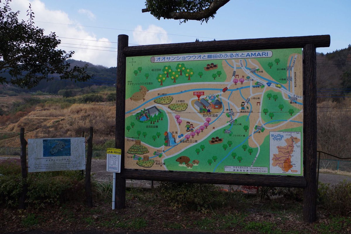 田口勇輝＠オオサンショウウオ生態保全教育文化研究所　所長 tweet media