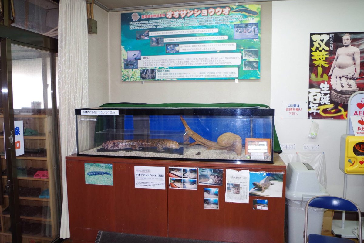 田口勇輝＠オオサンショウウオ生態保全教育文化研究所　所長 tweet media