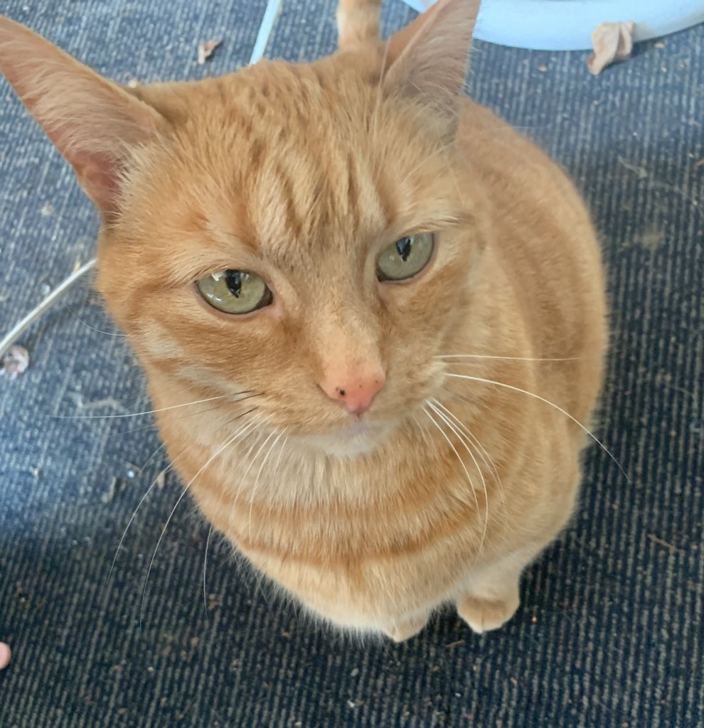 +Chalie the positive cat @catcoin.io tweet media