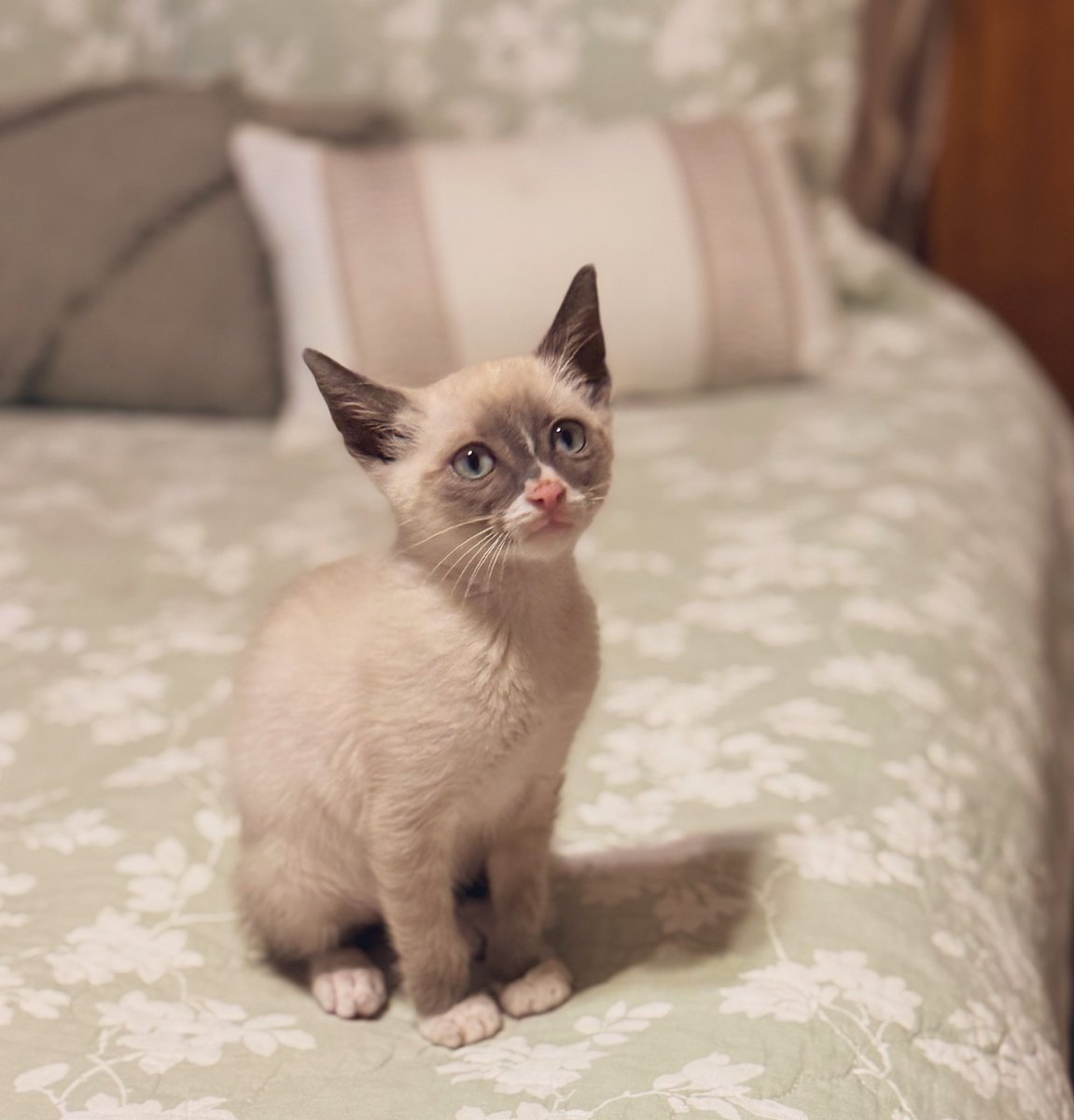 hi I’m Hank tweet media