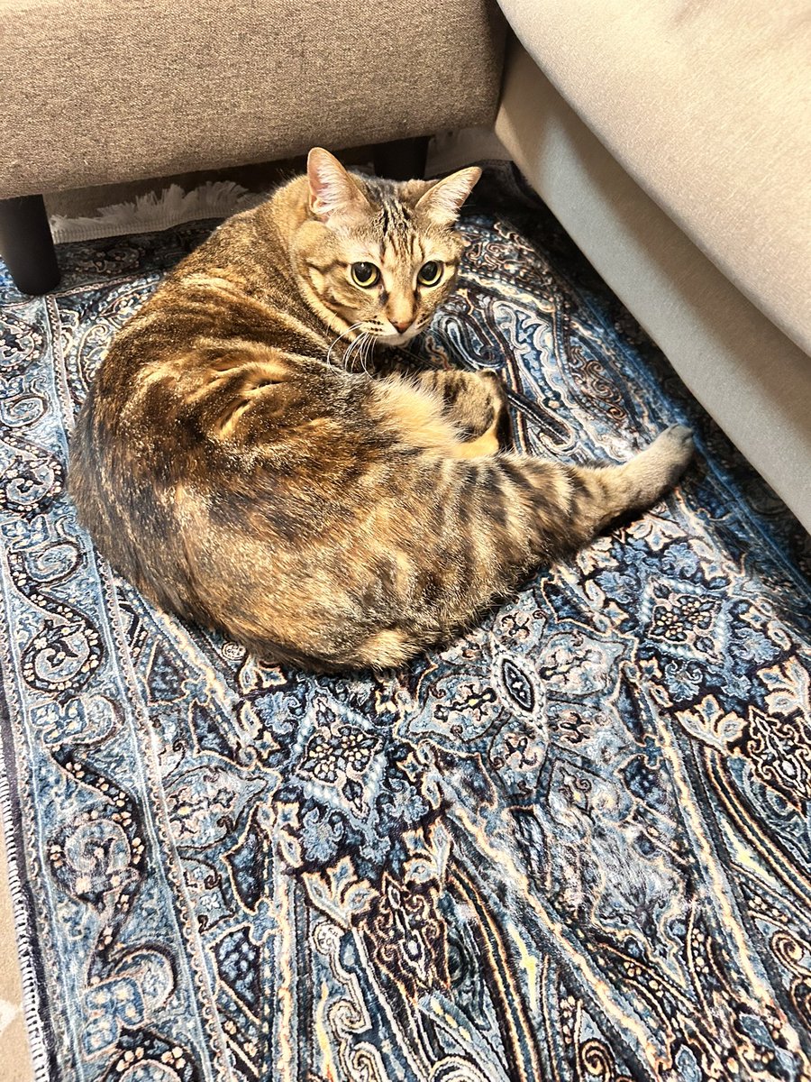 mii20220415's tweet photo. 今日猫の日だって！
みぃちゃんはいつも通りの美女さんだねぇ🐈🐾

#猫 #cat #猫のいる暮らし #にゃんこ #ねこ #猫好き #ネコ #保護猫 #キジトラ #猫がいる生活 #猫好きさんと繋がりたい #猫がいる幸せ #ネコ #猫写真 #ねこの日 #猫の日 https://t.co/ZZ0j31yEa7