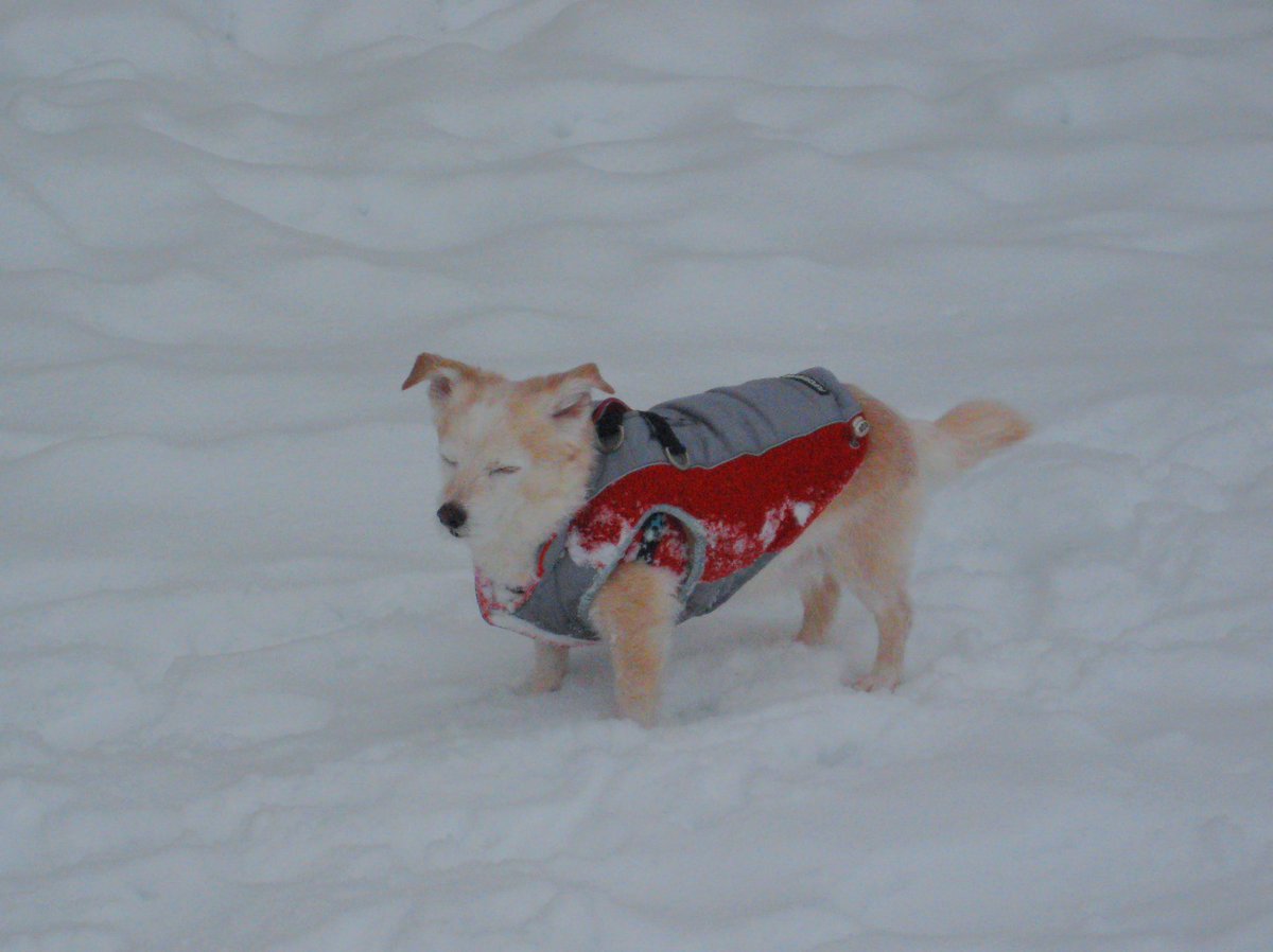 디카로 찍었더니 한층 더 노릇노릇 강아지