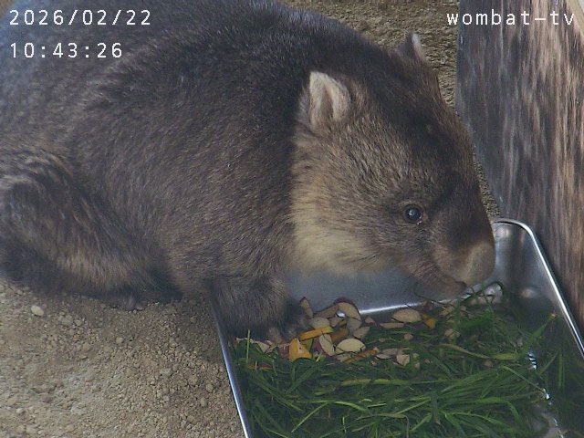 軽めの朝ごはんです〜。
#ウォンバット　#五月山動物園