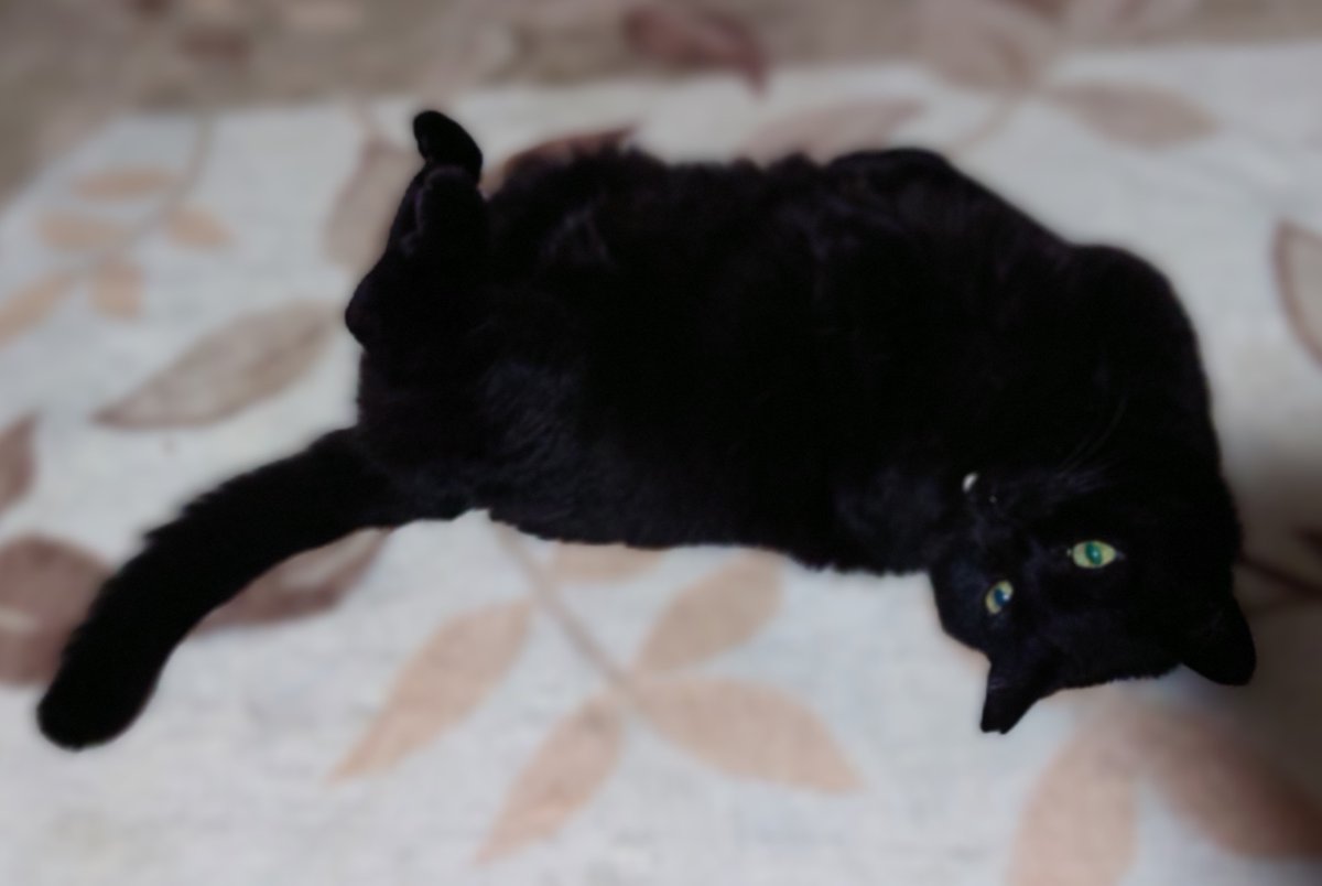 Post by ZtabediH on X: #猫の日