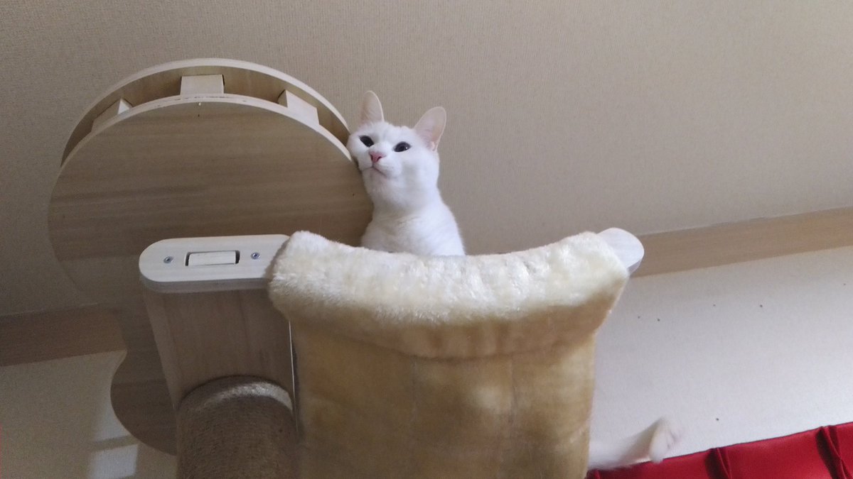Masa_FTFK's tweet photo. 猫の日♪ https://t.co/obY6SbeUYx