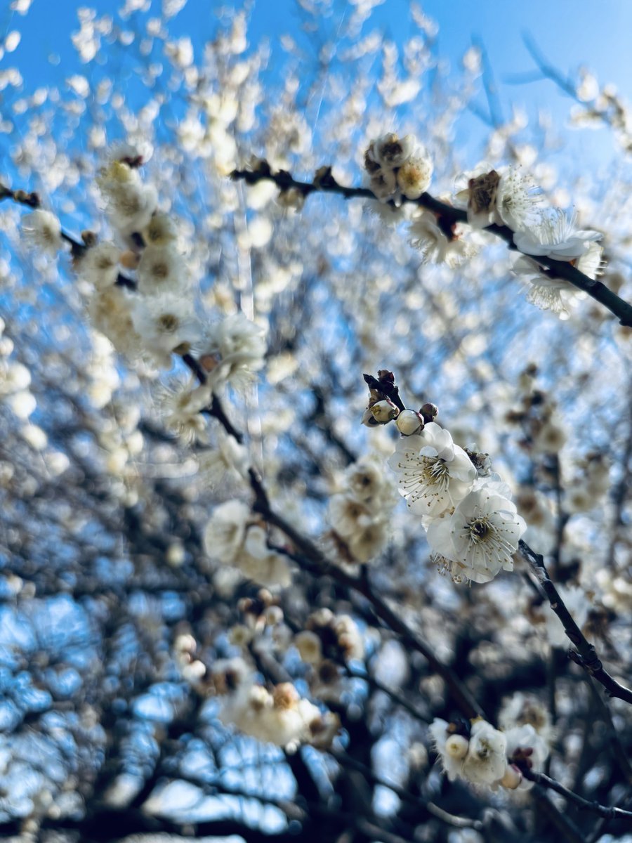 もう桜咲いてる〜！って思ったら近くの看板に梅って書いてあった桜の