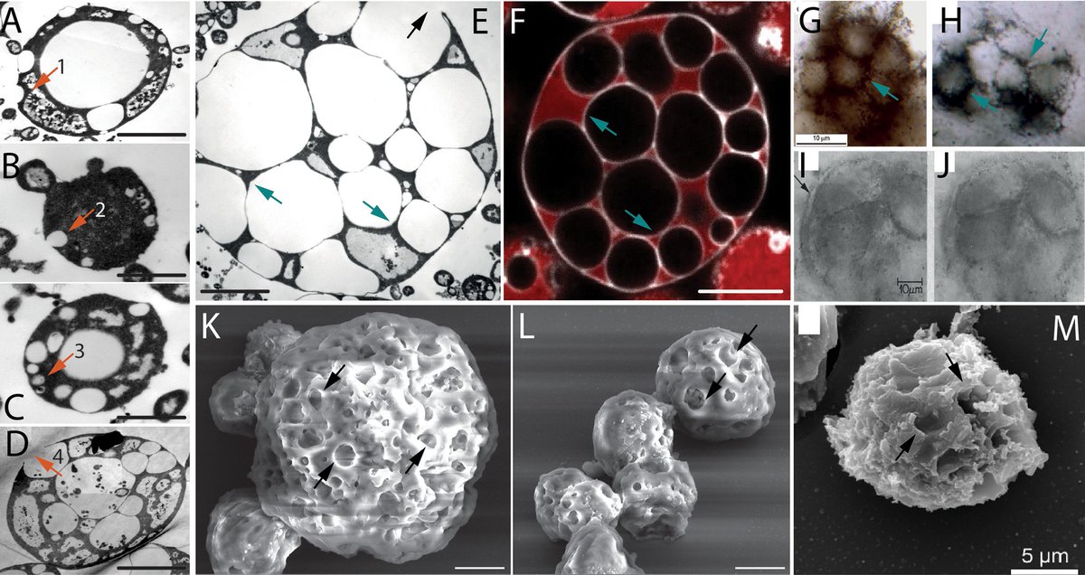 Evgenii Protasov tweet media