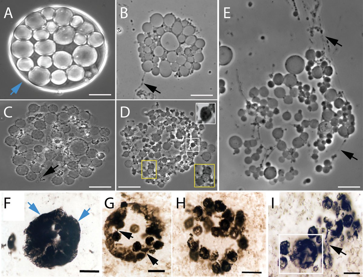 Evgenii Protasov tweet media