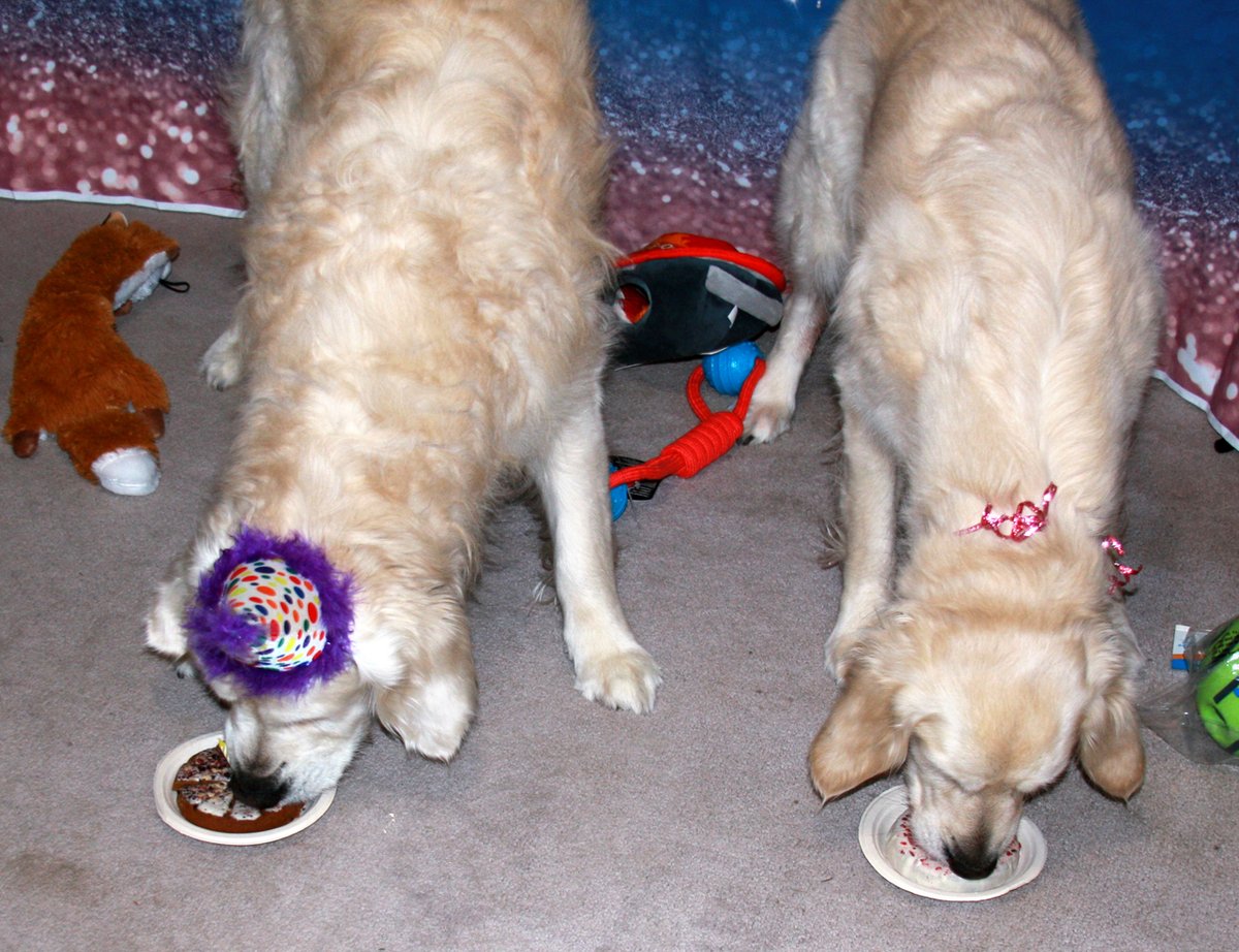 Kennyhorse's tweet photo. JackTurns8 #GoldenRetriever #PartyDogs #LexiAndJack #BirthdayBoy https://t.co/YYVPmlJldz