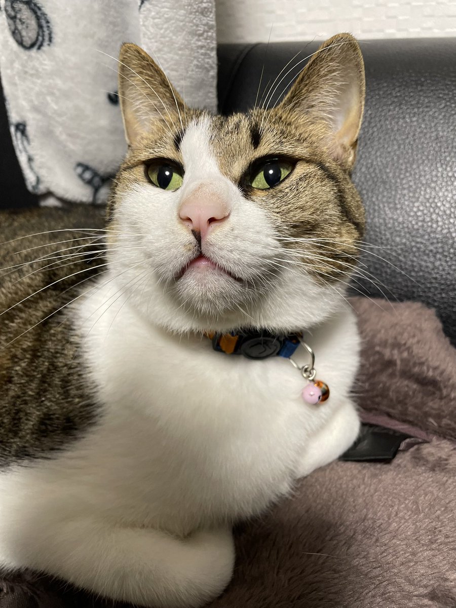 2/22でした…🐈 #ねこの日