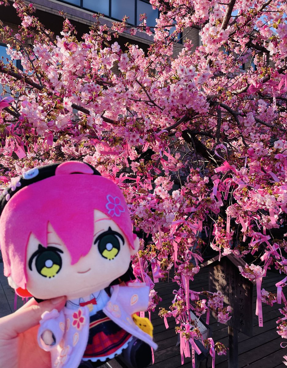 連休2日目桜神宮に参拝🌸 今年初のお花見(河津桜)を観て来た☺️ ほぼ