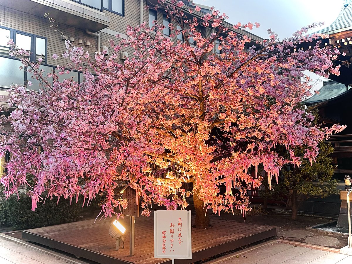 連休2日目桜神宮に参拝🌸 今年初のお花見(河津桜)を観て来た☺️ ほぼ