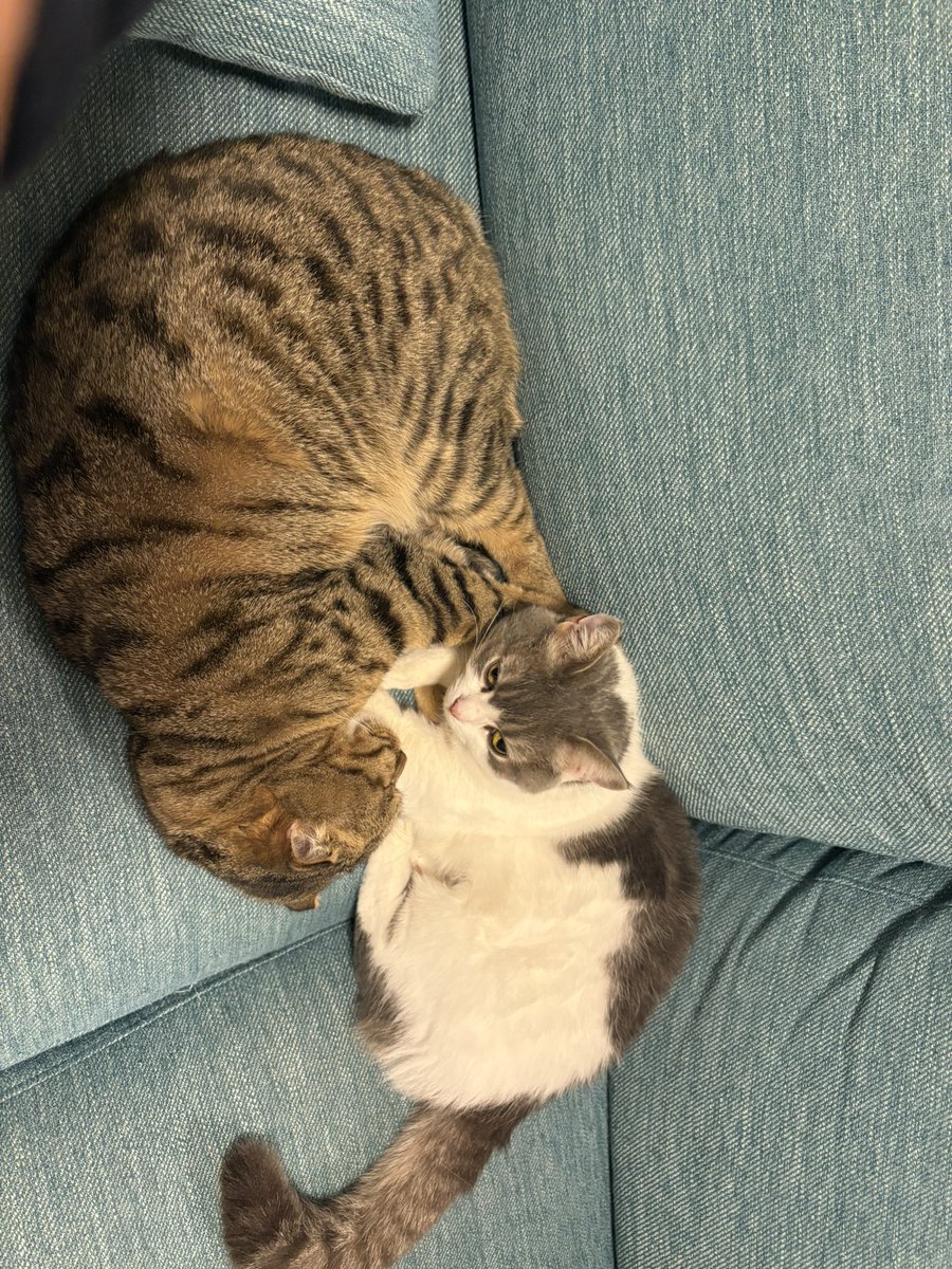 新米猫飼いセイリン tweet media