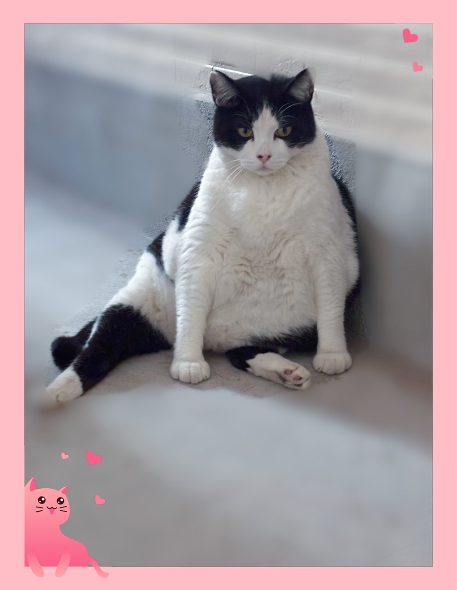 猫の日なので特別にもう1枚ネコちゃん載せます🐱