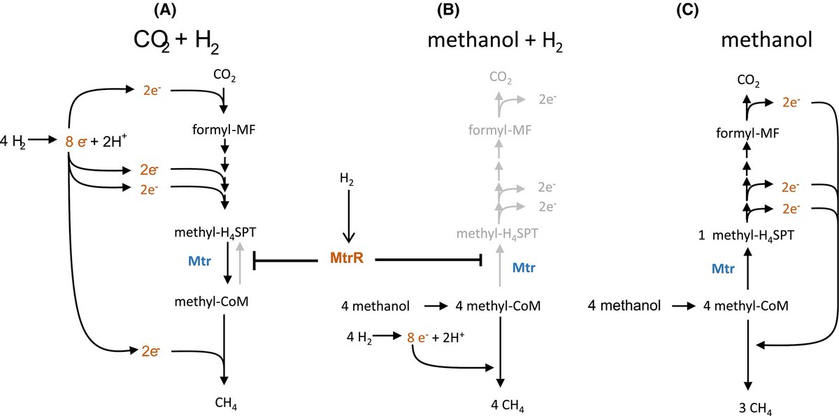 Evgenii Protasov tweet media