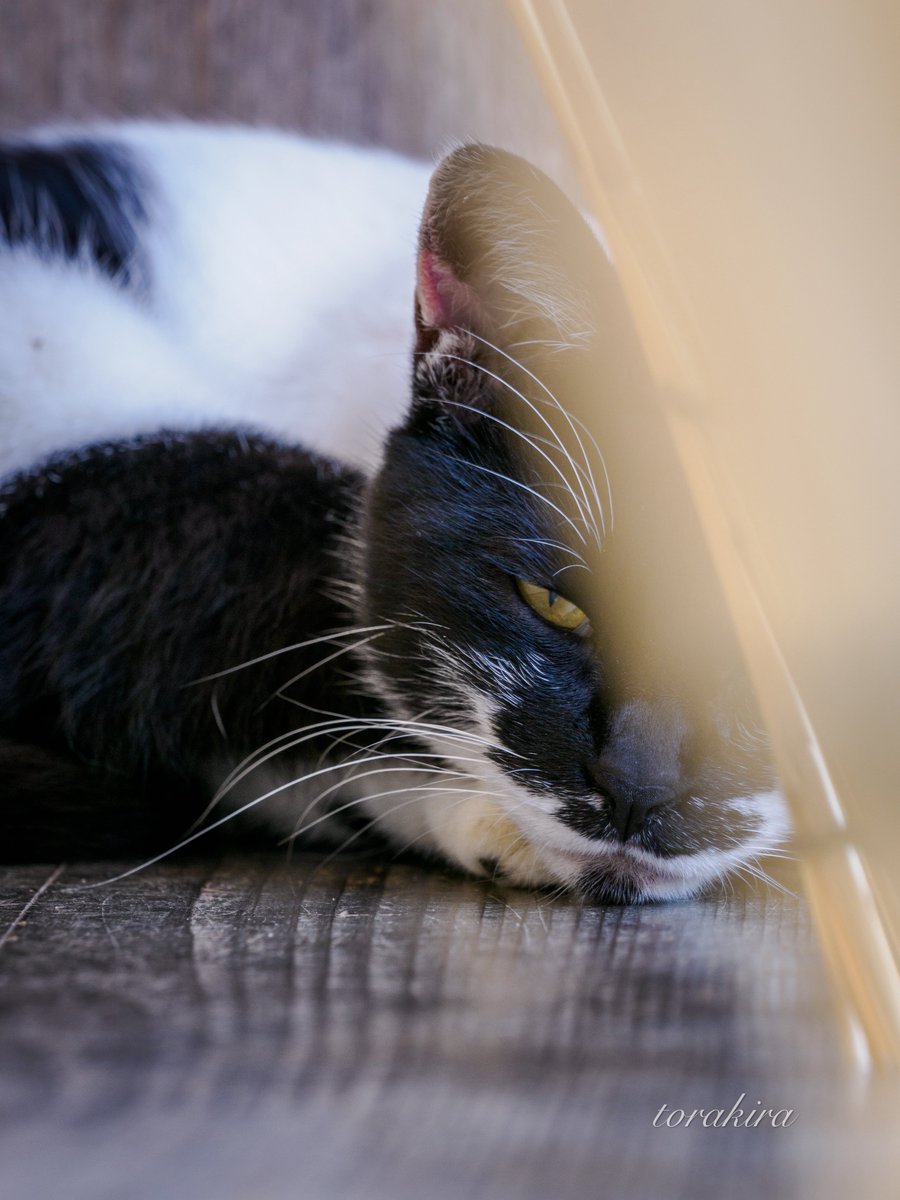 Post by とらきら7 on X: ＃猫の日